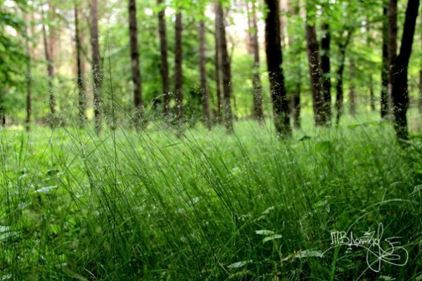 Фотовиставка Тетяни Должко